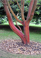Mark Hinsley Arboricultural Consultants